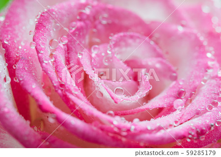 Pink rose flower in drops close up. 59285179