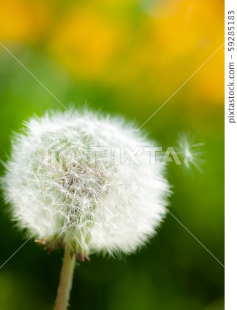 Dandelions on a blurred background 59285183