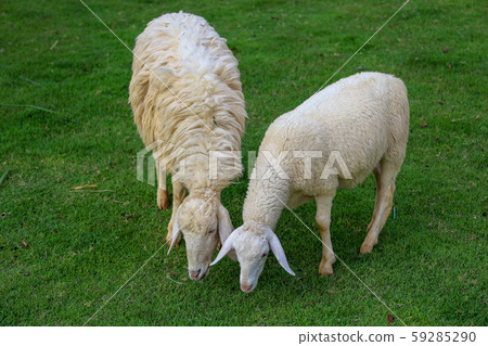 Two Sheep Eatting grass in emtry garden at Two Sheep Eatting grass in emtry garden at 59285290