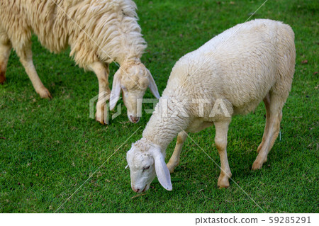 Two Sheep Eatting grass in emtry garden at Two Sheep Eatting grass in emtry garden at 59285291