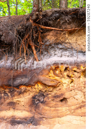 Spodosol or Podzol overlaid by a medieval shifting dune in Western Germany 59287240