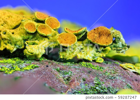 Common orange lichen living on a red pebble 59287247