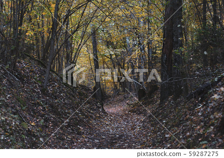 Alley in the dark forest in autumn Alley in the dark forest in autumn 59287275