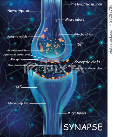 Anatomy synapse cells. Transmission signal of impulse in a living organism. Signaling in the brain 59288786
