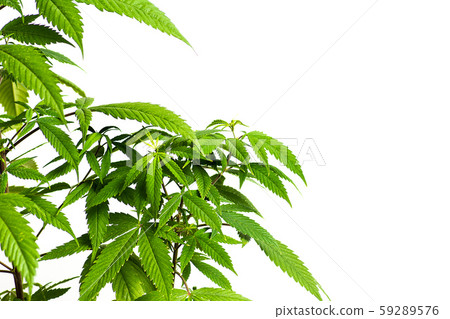 Industrial hemp cannabis plant against bright 59289576