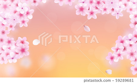 Blossoming light pink sakura flowers. Realistic cherry flowers Blossoming light pink sakura flowers. Realistic cherry flowers 59289681