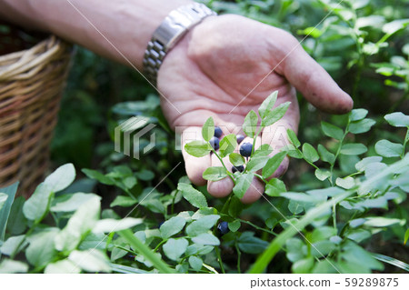 Men gather blueberries 59289875