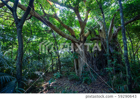 Jungle of Iriomote Island Jungle of Iriomote Island 59290643