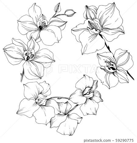 Vector tropical orchid flowers. Floral botanical flower. Vector tropical orchid flowers. Floral botanical flower. 59290775