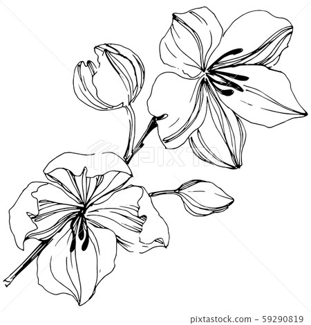 Vector tropical orchid flowers. Floral botanical flower. Vector tropical orchid flowers. Floral botanical flower. 59290819