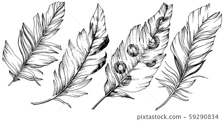 Vector bird feather from wing isolated. Isolated illustration element. Black and white engraved ink 59290834