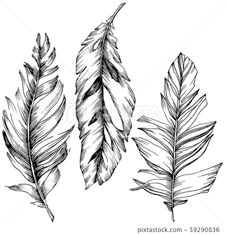 Vector bird feather from wing isolated. Isolated illustration element. Black and white engraved ink 59290836