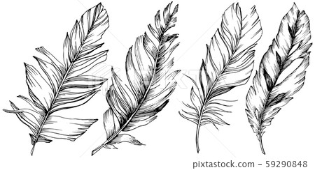 Vector bird feather from wing isolated. Isolated illustration element. Black and white engraved ink Vector bird feather from wing isolated. Isolated illustration element. Black and white engraved ink 59290848