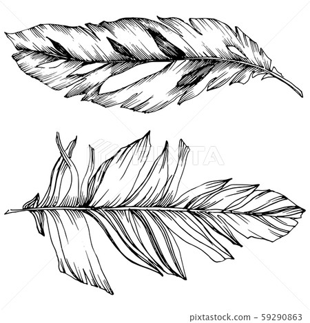 Vector bird feather from wing isolated. Isolated illustration element. Black and white engraved ink Vector bird feather from wing isolated. Isolated illustration element. Black and white engraved ink 59290863