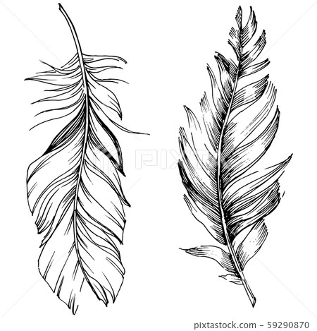 Vector bird feather from wing isolated. Isolated illustration element. Black and white engraved ink Vector bird feather from wing isolated. Isolated illustration element. Black and white engraved ink 59290870