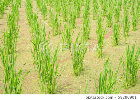 water bamboo(zizania latifolia) farm water bamboo(zizania latifolia) farm 59290901