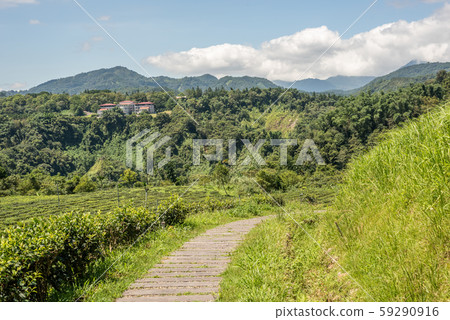 rural scenery of tea farm at Yuchi 59290916