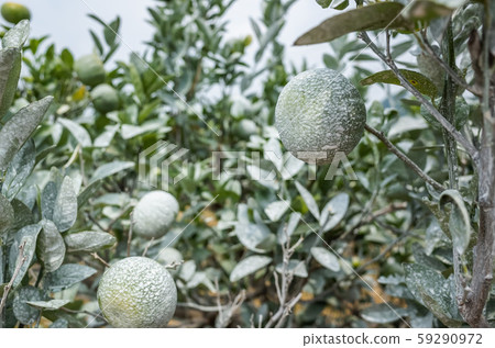 white calcium carbonate on orange trees 59290972