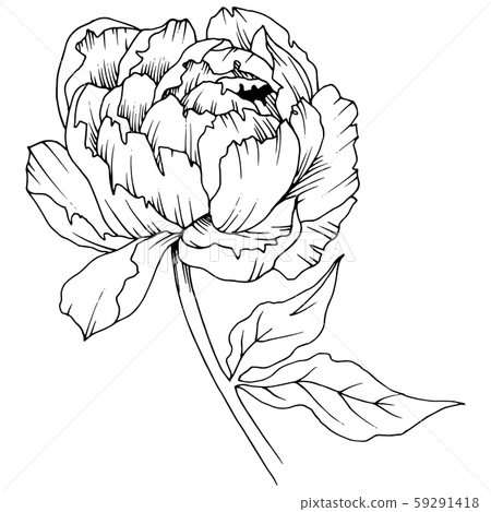 Wildflower peony in a vector style isolated. Black and white engraved ink art. 59291418