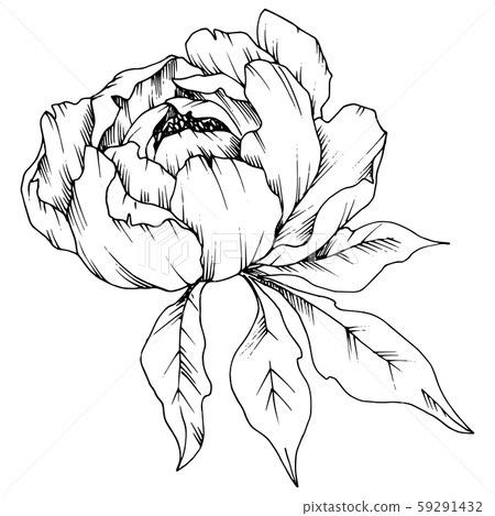 Wildflower peony in a vector style isolated. Black and white engraved ink art. Wildflower peony in a vector style isolated. Black and white engraved ink art. 59291432