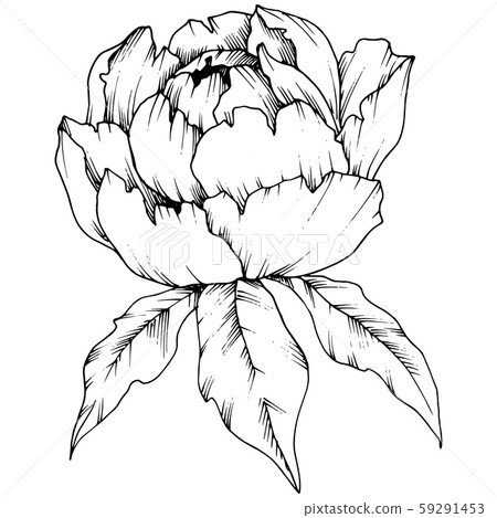 Wildflower peony in a vector style isolated. Black and white engraved ink art. Wildflower peony in a vector style isolated. Black and white engraved ink art. 59291453