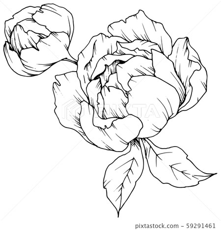 Wildflower peony in a vector style isolated. Black and white engraved ink art. Wildflower peony in a vector style isolated. Black and white engraved ink art. 59291461