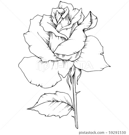 Rose flower in a vector style isolated. Rose flower in a vector style isolated. 59291530