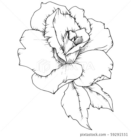 Rose flower in a vector style isolated. Rose flower in a vector style isolated. 59291531