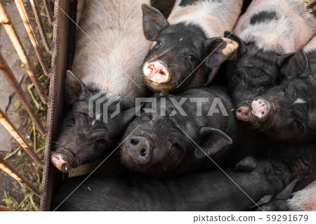 Pigs family in pigsty, look into camera. dirty and Pigs family in pigsty, look into camera. dirty and 59291679