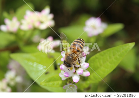Honeybee 59291886