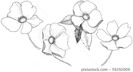Wild rose in a vector style isolated. Wild rose in a vector style isolated. 59292009