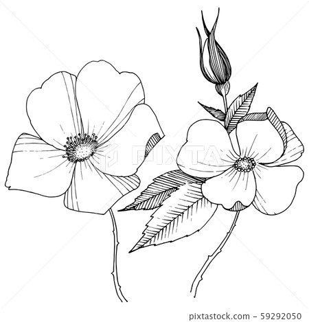 Wild rose in a vector style isolated. Wild rose in a vector style isolated. 59292050