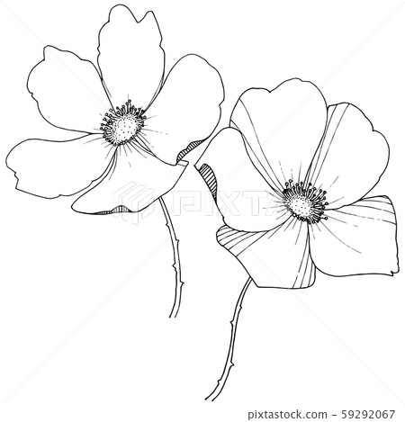 Wild rose in a vector style isolated. 59292067