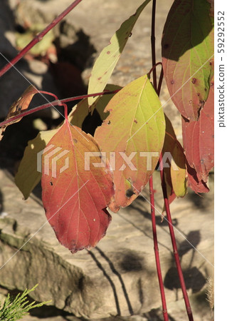 Colorful Fall leaves shot closeup with Limestone Rocks in the background in Kansas. 59292552