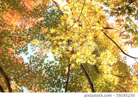 Momiji leaves 59293230