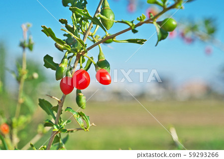 Red wolfberry fruit Red wolfberry fruit 59293266