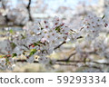 Cherry blossoms at Yamazaki River 59293334