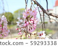 Cherry blossoms at Yamazaki River 59293338