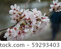 Cherry blossoms at Yamazaki River 59293403