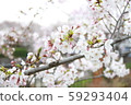 Cherry blossoms at Yamazaki River 59293404