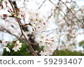 Cherry blossoms at Yamazaki River 59293407