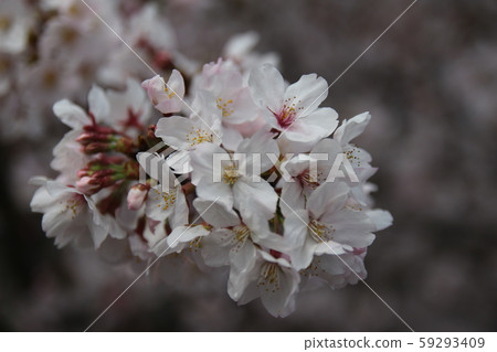 Cherry blossoms at Yamazaki River Cherry blossoms at Yamazaki River 59293409