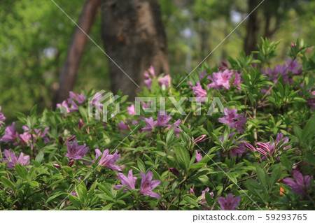 Jeongneung Landscape 59293765