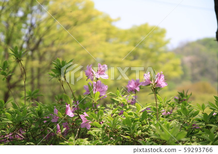 Jeongneung Landscape 59293766
