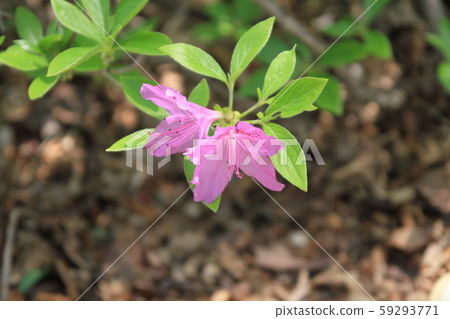 Jeongneung Landscape 59293771