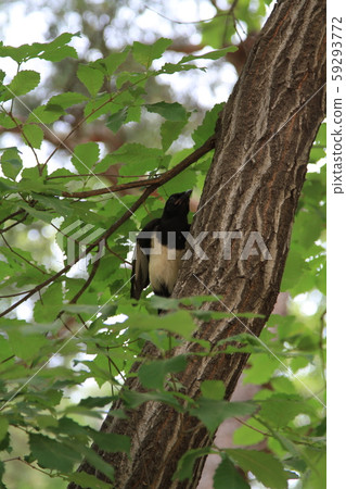 Jeongneung Landscape 59293772
