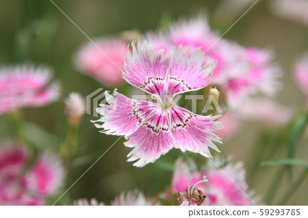 Jeongneung Landscape 59293785