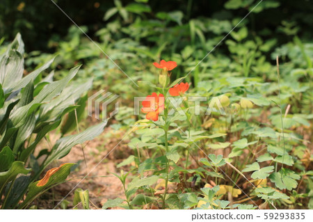 Jeongneung Landscape 59293835