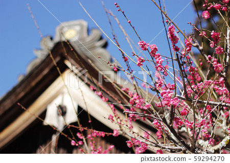 小國神社早春 59294270
