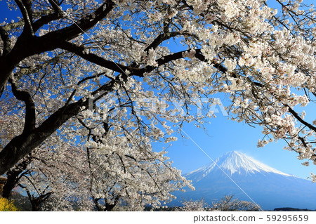 Mt. Fuji cherry tree in full bloom 59295659